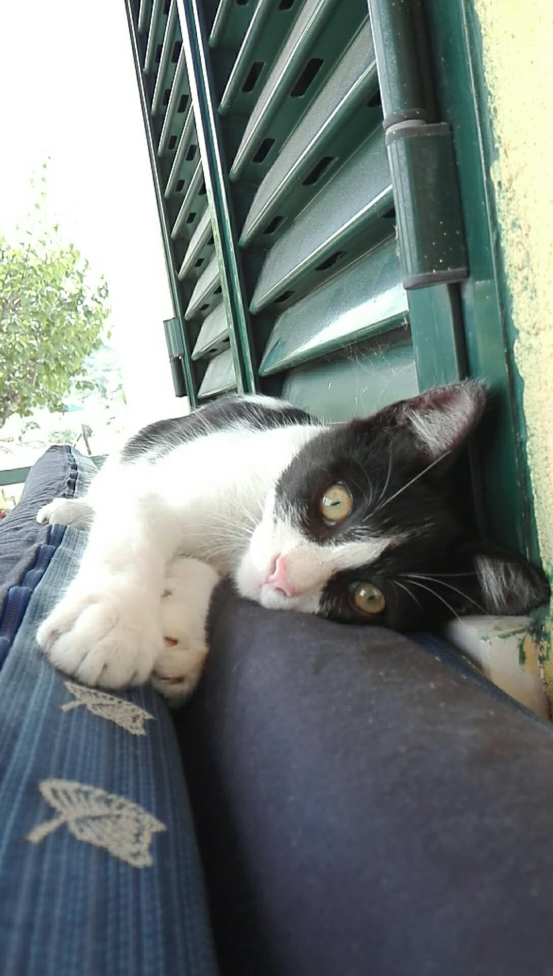 Sara petsitting - Abrantes - Paseador de perros