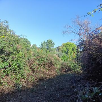 Miguel - Maia - Plantación de árboles