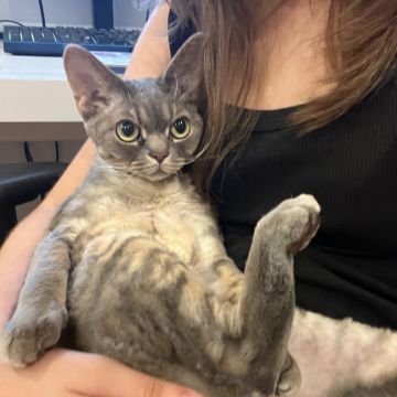 inativo por agora - Lisboa - Pet Sitting and Walking
