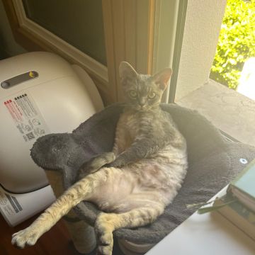 inativo por agora - Lisboa - Cat Sitting