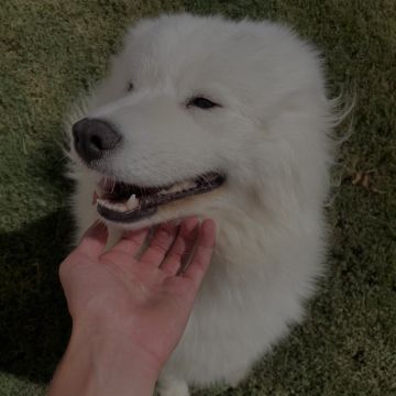 Rodrigo - Almada - Paseador de perros