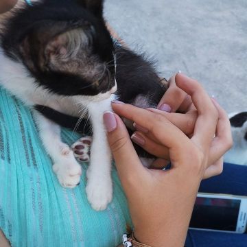 Sara petsitting - Abrantes - Cuidados y paseos de mascotas