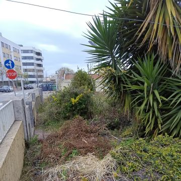 Miguel - Maia - Shrub Removal