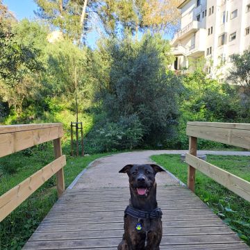 Maria Fonseca - Cascais - Paseador de perros