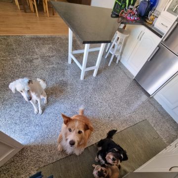 Miss-mrbearandpets - Vila Nova de Gaia - Dog Walking