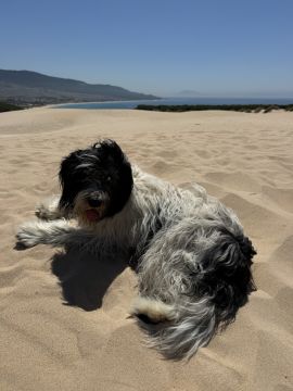 Pension pour chiens