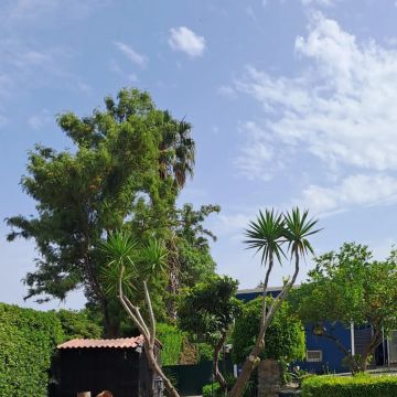 Maria Fonseca - Cascais - Guardería para perros