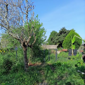Miguel - Maia - Tree Trimming and Maintenance