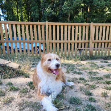Miss-mrbearandpets - Vila Nova de Gaia - Dog Hotel
