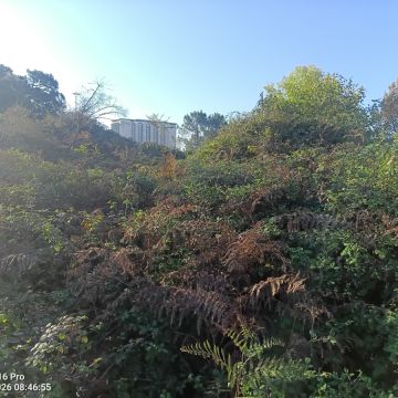 Miguel - Maia - Jardinería