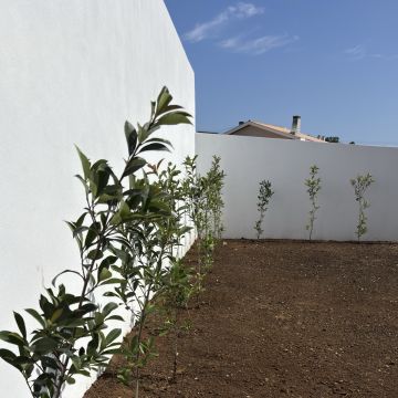 Terrarboris, Lda - Santa Maria da Feira - Remoção de Tronco de Árvore