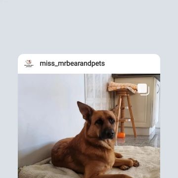 Miss-mrbearandpets - Vila Nova de Gaia - Creche para Cães