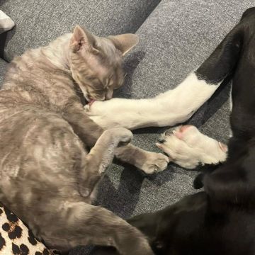 inativo por agora - Lisboa - Dog Sitting