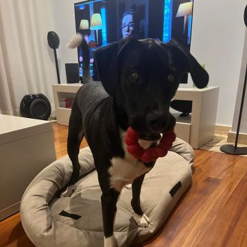 inativo por agora - Lisboa - Pet Sitting