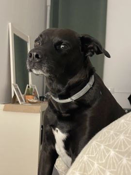 Hundetraining - Privatunterricht