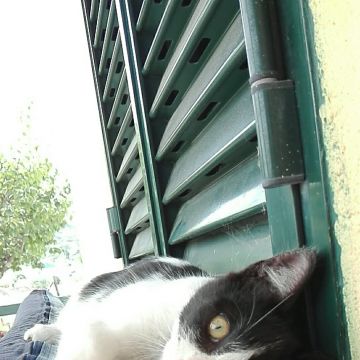 Sara petsitting - Abrantes - Paseador de perros