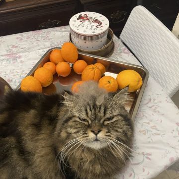 Augusto - Lisboa - Cat Sitting