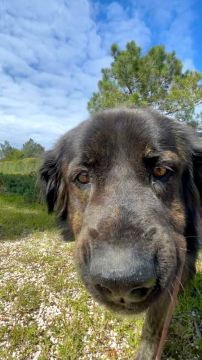 privaten Hundetrainer