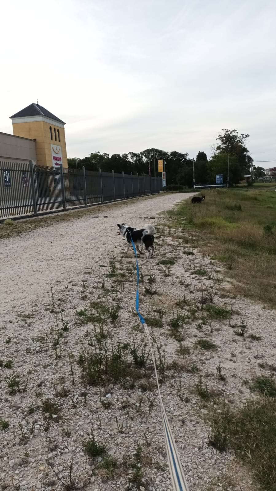 Damos una pata - Porto - Dog Walking