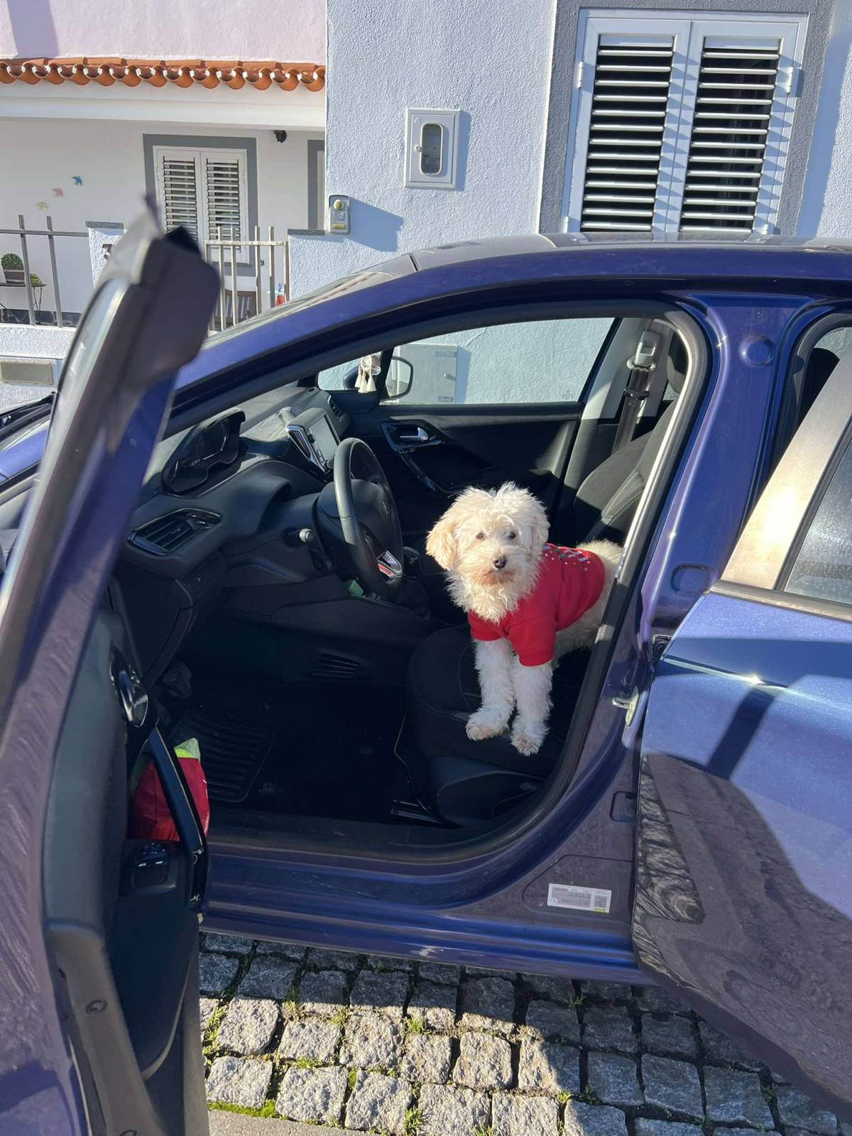 Filipa Marques - Cascais - Paseador de perros