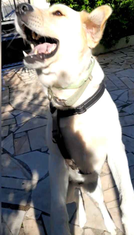 Sonia Ribeiro - Cascais - Dog Walking