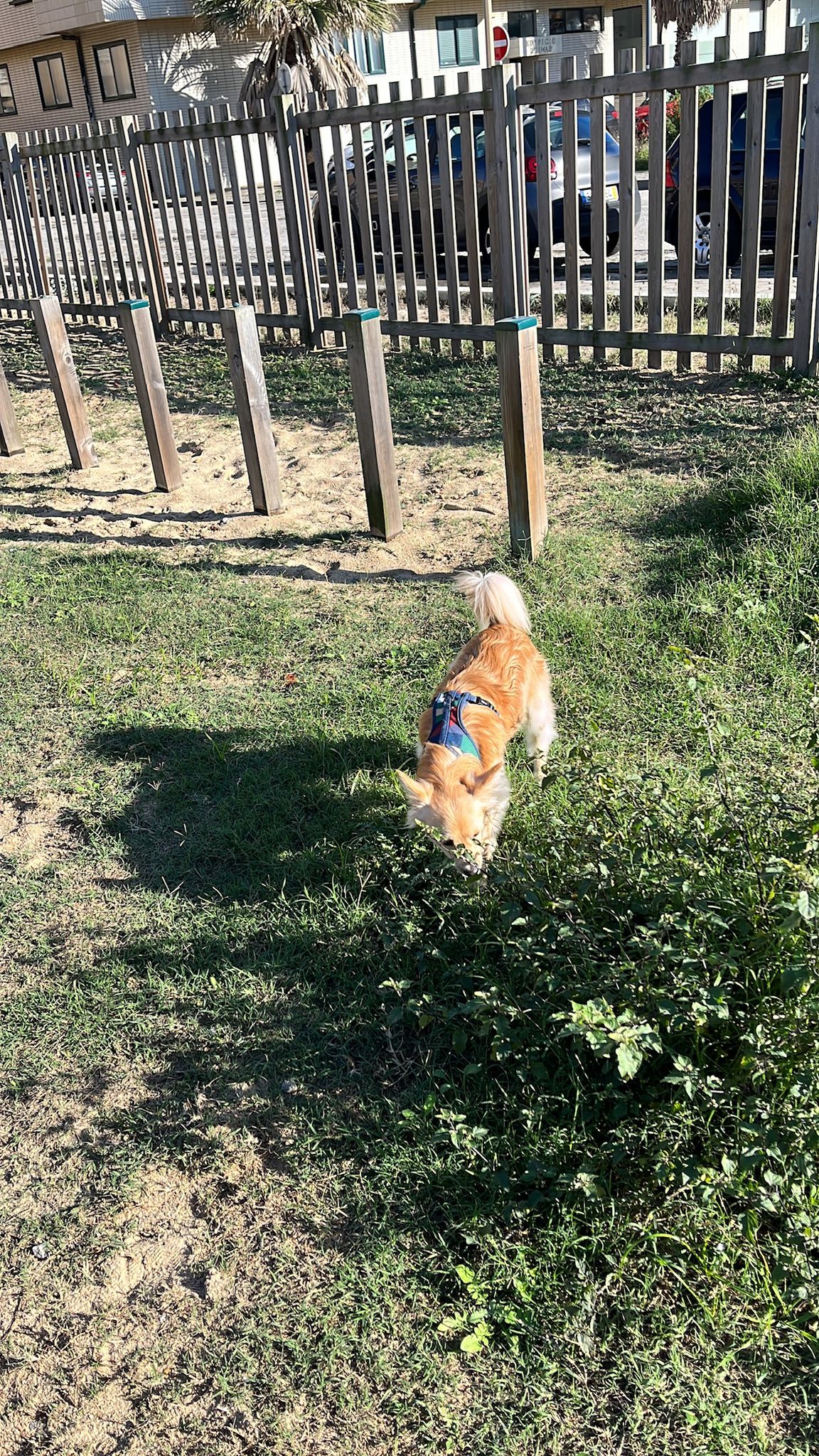 Inês Silva - Ovar - Dog Sitting