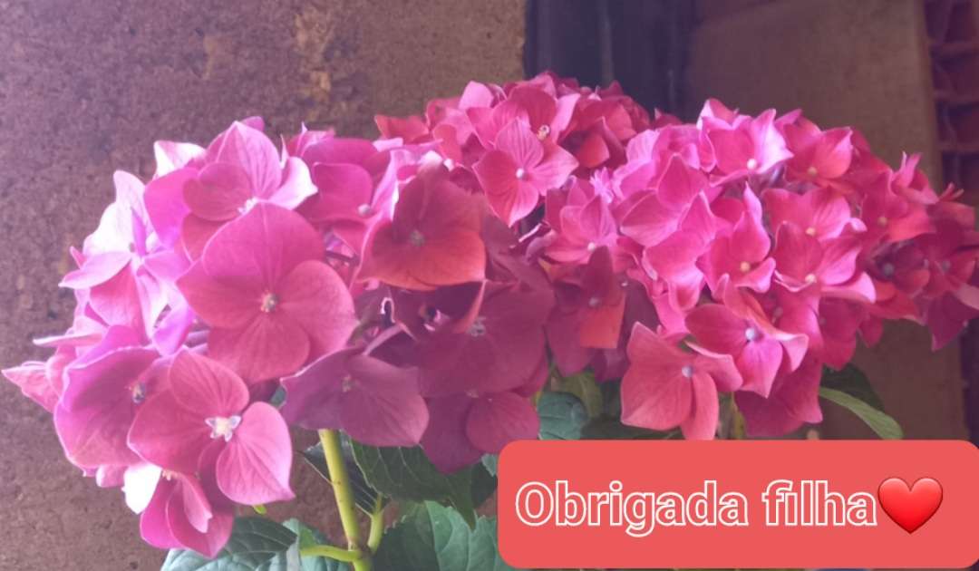 Maria Silva - Marinha Grande - Deep or Spring Cleaning