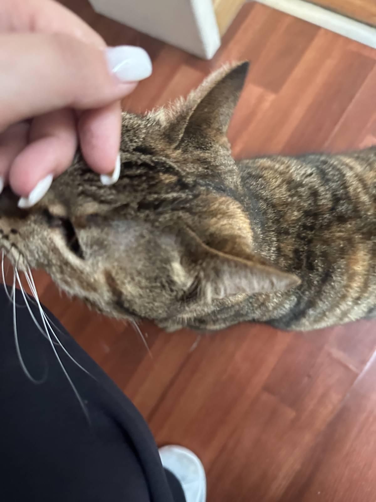 Daniela Petsitter - Ovar - Cat Sitting