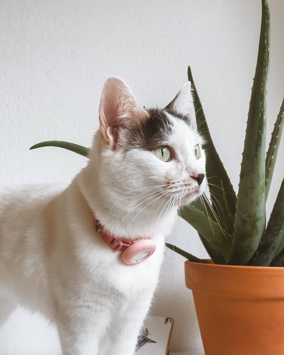 THE CAT SITTING - Vila Nova de Gaia - Pet Sitting