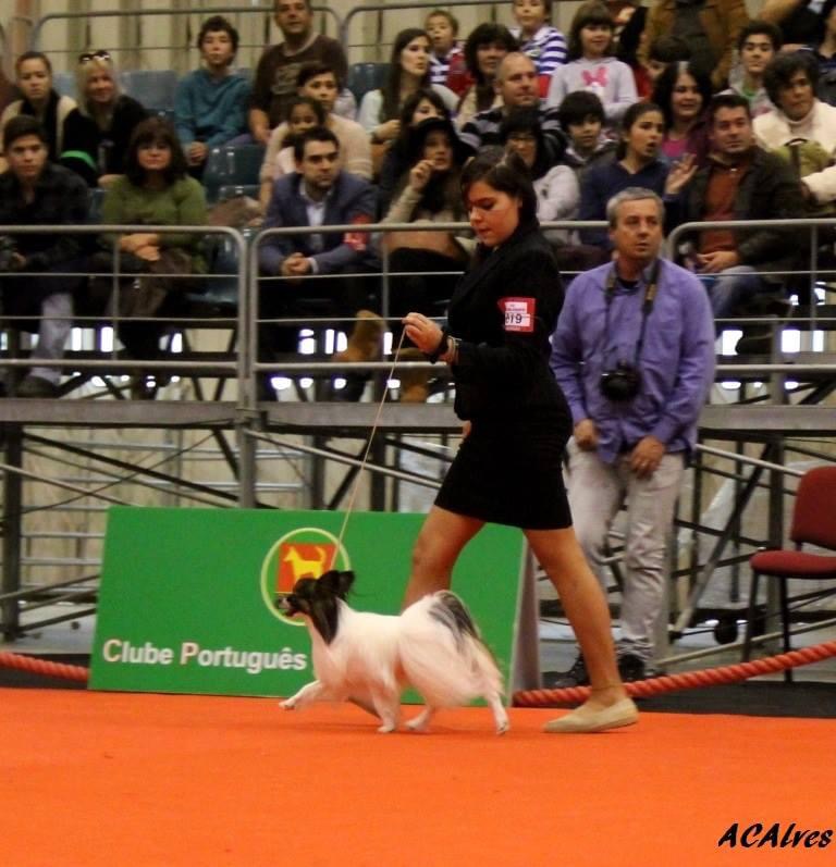 Júlia Matias - Lisboa - Modificación del comportamiento animal