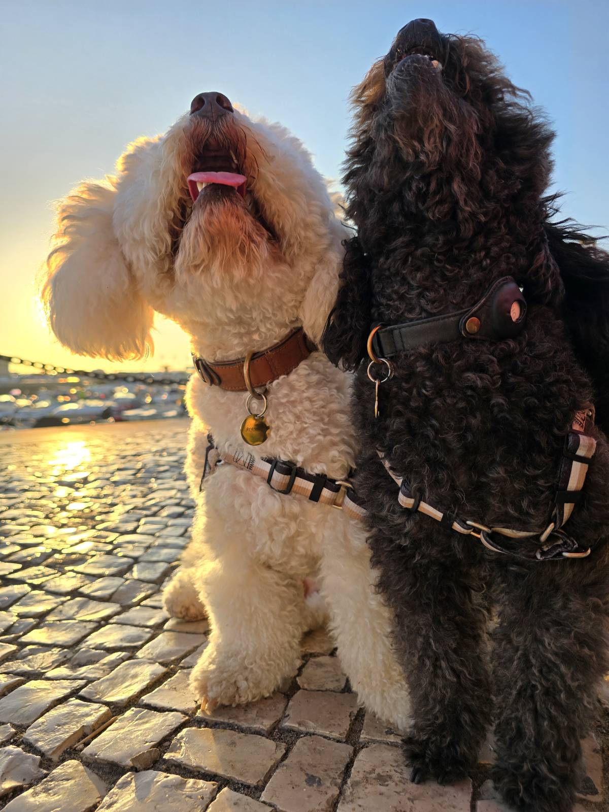BoopWonderAlgarve - Faro - Banhos e Tosquias para Animais