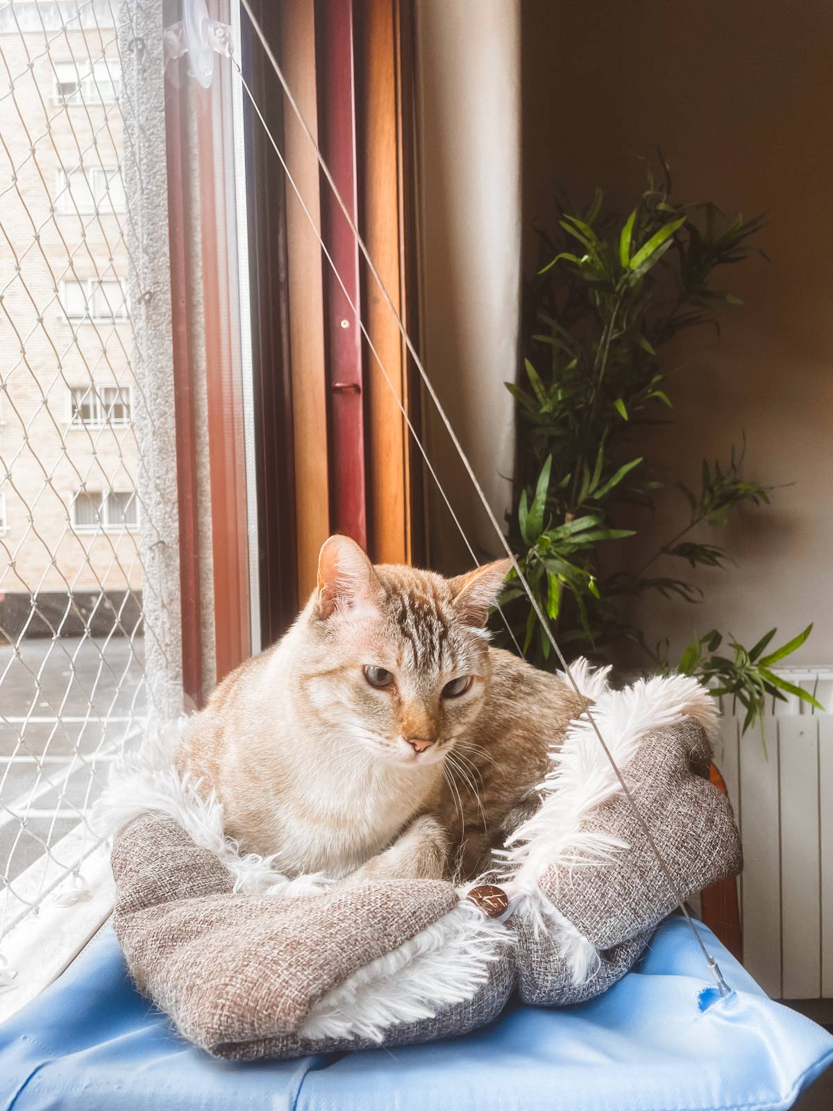 THE CAT SITTING - Vila Nova de Gaia - Pet Sitting