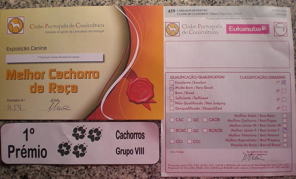 Júlia Matias - Lisboa - Adiestramiento de perros