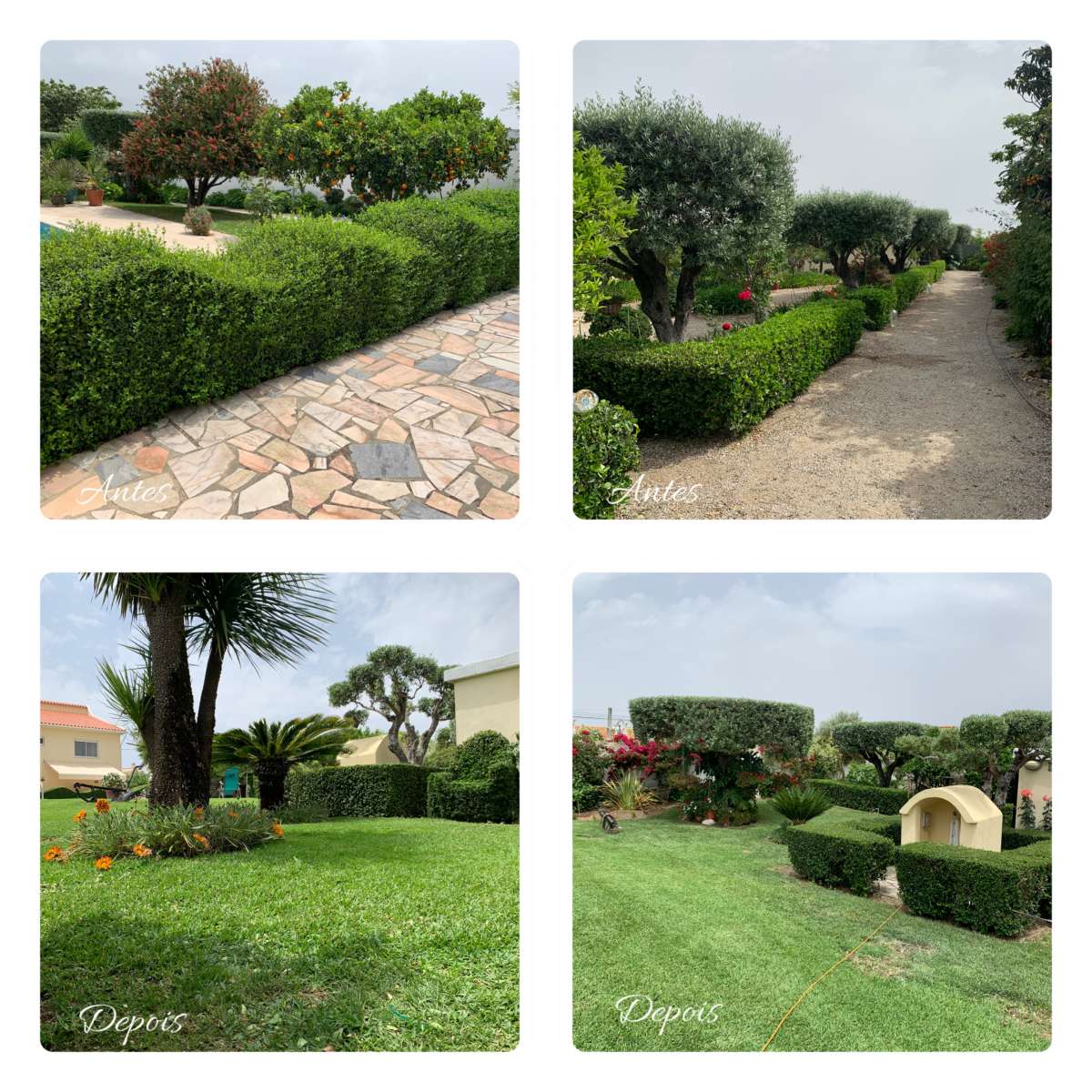 MR Work - Montijo - Tree Stump Grinding and Removal