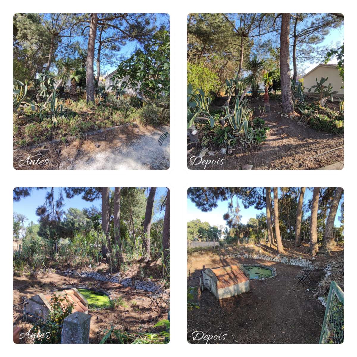 MR Work - Montijo - Tree Trimming and Maintenance