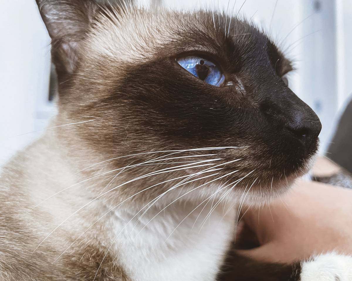 THE CAT SITTING - Vila Nova de Gaia - Pet Sitting