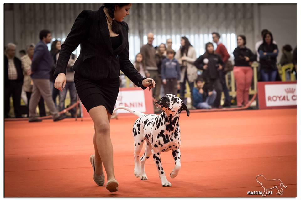 Júlia Matias - Lisboa - Cuidado de mascotas