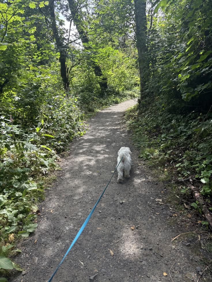 Catarina Lages - Loures - Dog Walking