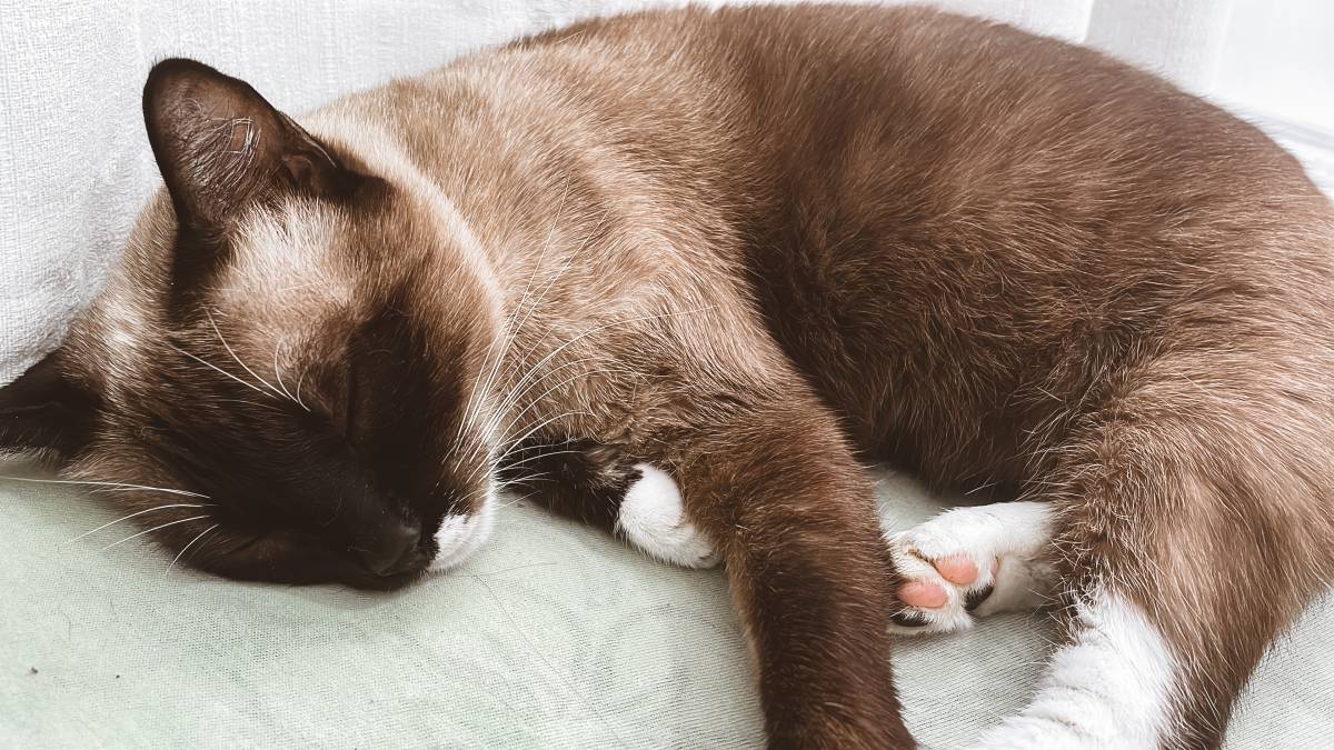 THE CAT SITTING - Vila Nova de Gaia - Pet Sitting and Walking