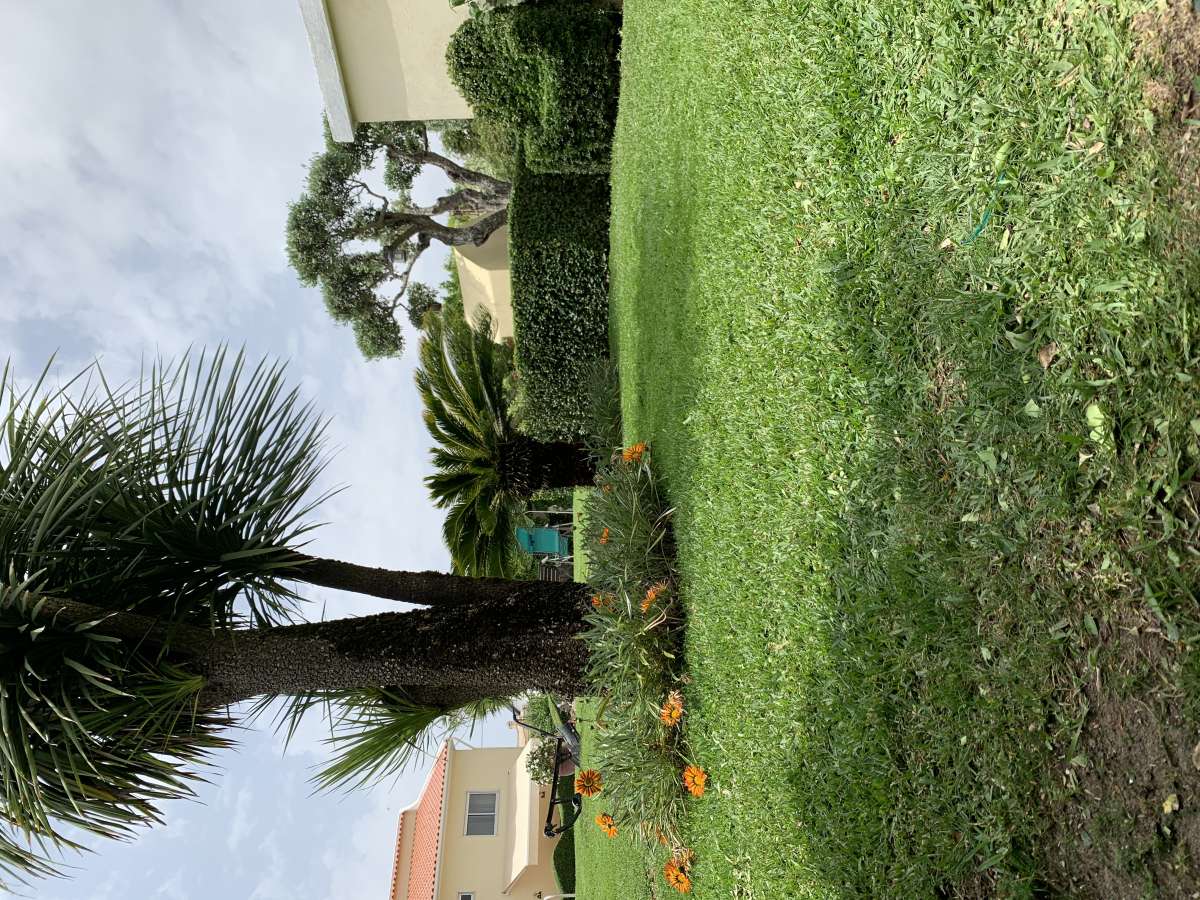 MR Work - Montijo - Shrub Removal