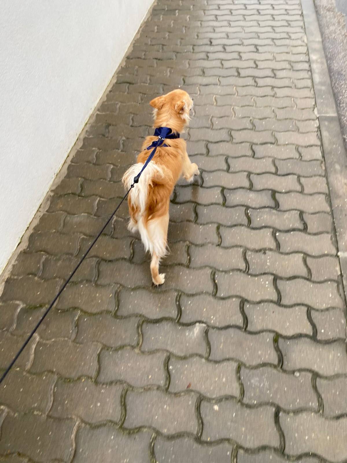 Inês Silva - Ovar - Cat Sitting