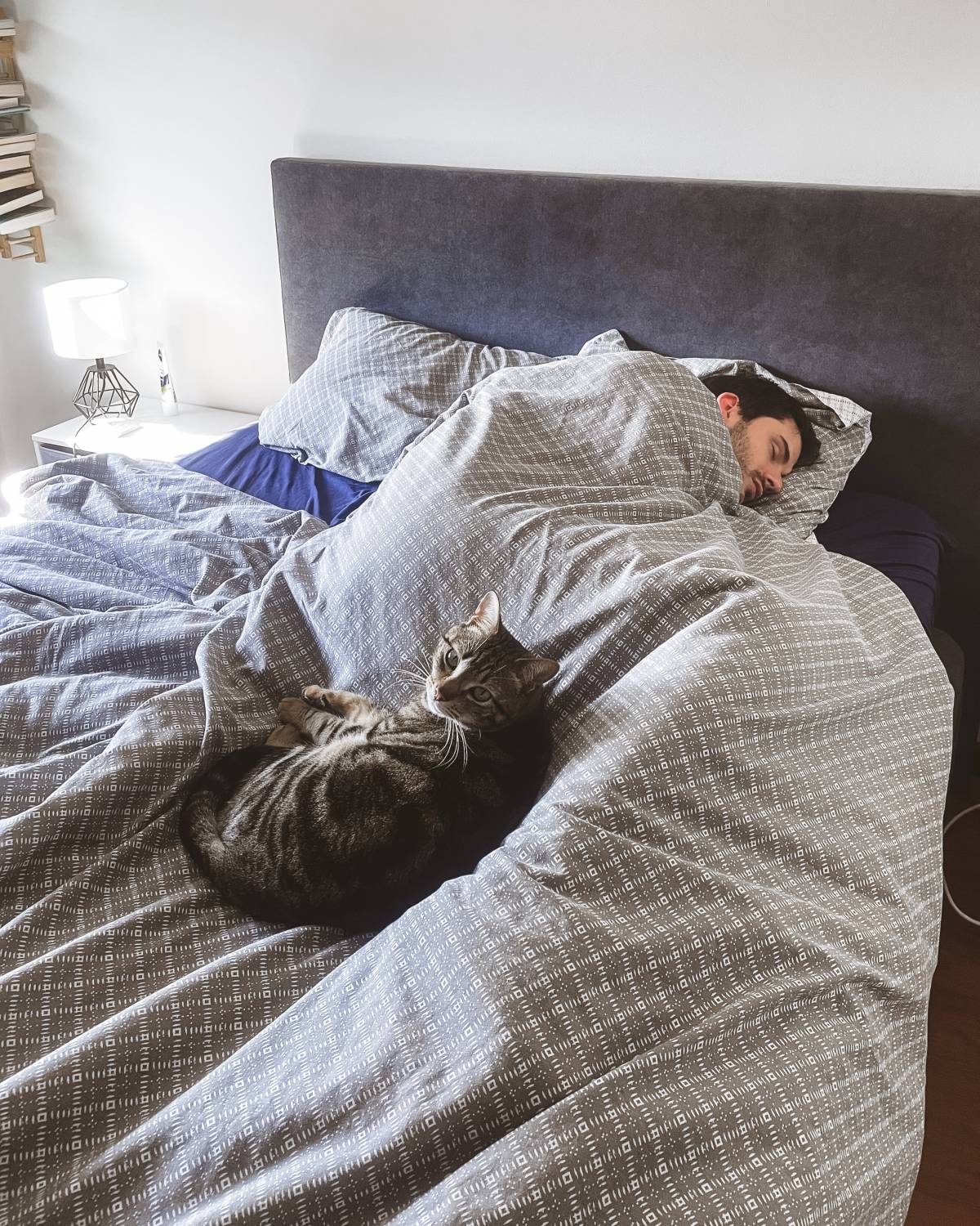 THE CAT SITTING - Vila Nova de Gaia - Pet Sitting and Walking