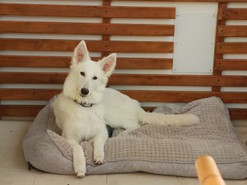 Dog Hotel