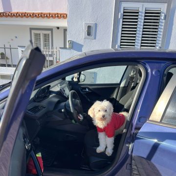 Filipa Marques - Cascais - Paseador de perros