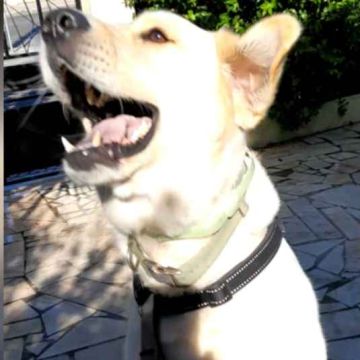 Sonia Ribeiro - Cascais - Dog Walking