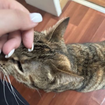 Daniela Petsitter - Ovar - Cat Sitting