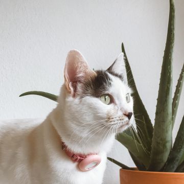 THE CAT SITTING - Vila Nova de Gaia - Pet Sitting