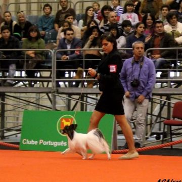 Júlia Matias - Lisboa - Modificación del comportamiento animal