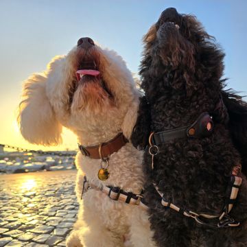 BoopWonderAlgarve - Faro - Banhos e Tosquias para Animais