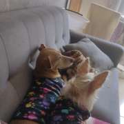 MONIK NEVES PAIVA - Maia - Cat Sitting